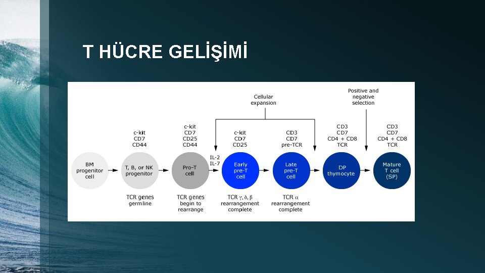 T HÜCRE GELİŞİMİ 