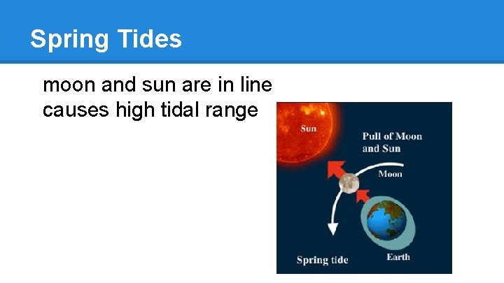 Spring Tides moon and sun are in line causes high tidal range 