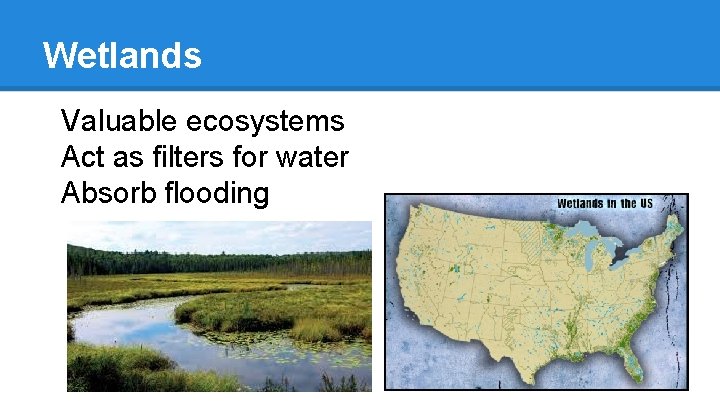 Wetlands Valuable ecosystems Act as filters for water Absorb flooding 