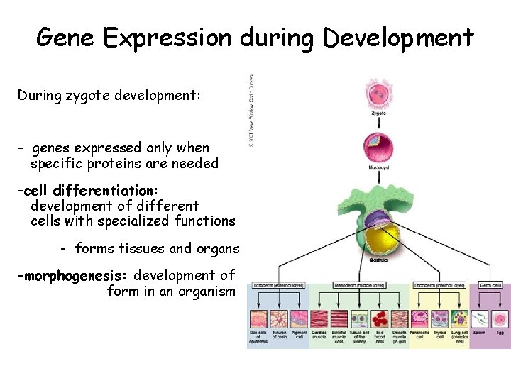 Gene Expression during Development During zygote development: - genes expressed only when specific proteins