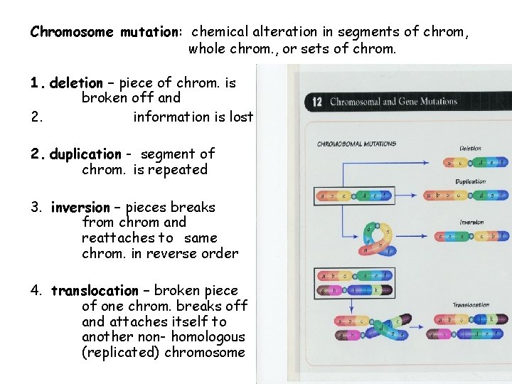 Chromosome mutation: chemical alteration in segments of chrom, whole chrom. , or sets of