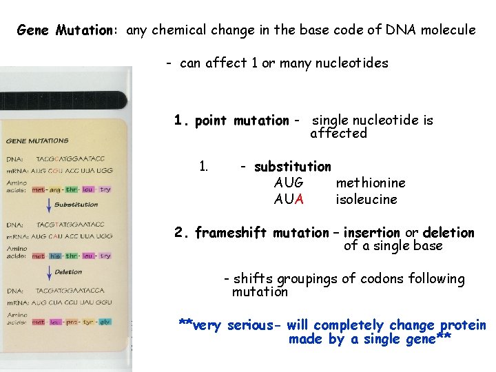 Gene Mutation: any chemical change in the base code of DNA molecule - can