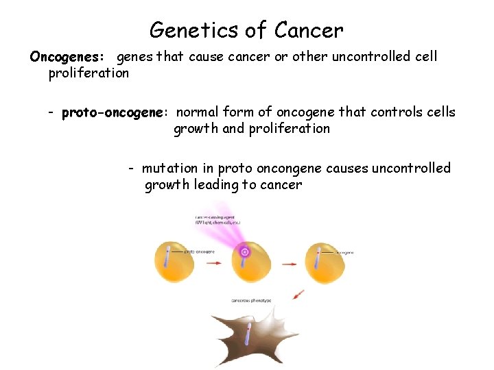 Genetics of Cancer Oncogenes: genes that cause cancer or other uncontrolled cell proliferation -