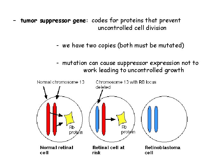 - tumor suppressor gene: codes for proteins that prevent uncontrolled cell division - we