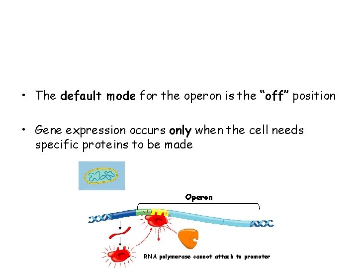  • The default mode for the operon is the “off” position • Gene