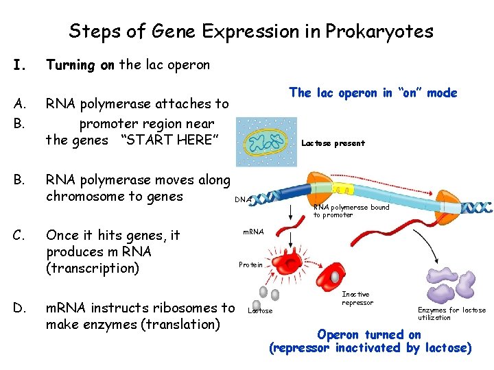Steps of Gene Expression in Prokaryotes I. A. B. C. D. Turning on the