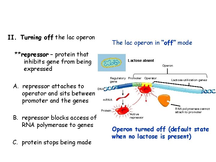 II. Turning off the lac operon The lac operon in “off” mode **repressor –