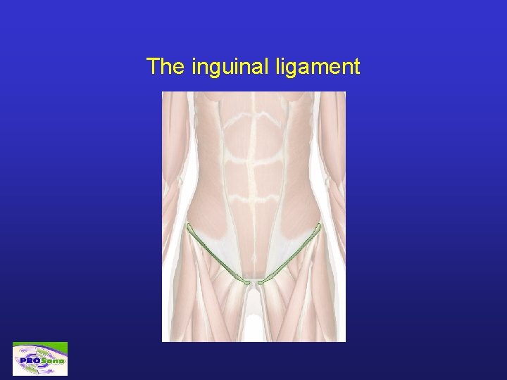 The inguinal ligament 