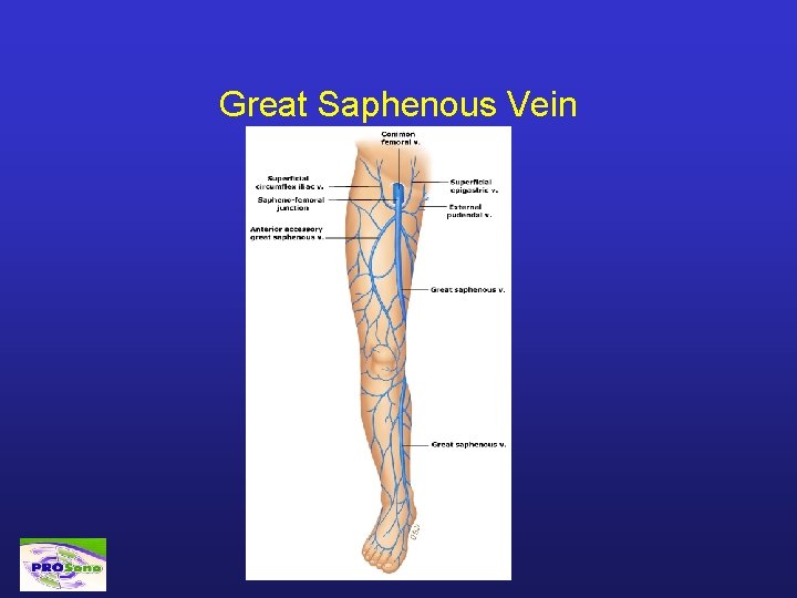 Great Saphenous Vein 
