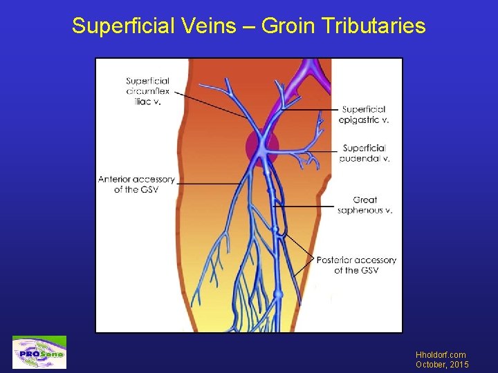 Superficial Veins – Groin Tributaries Hholdorf. com October, 2015 