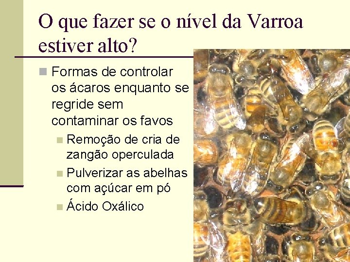 O que fazer se o nível da Varroa estiver alto? Formas de controlar os