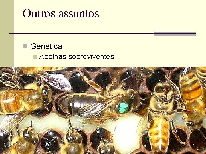 Outros assuntos Genetica Abelhas sobreviventes 