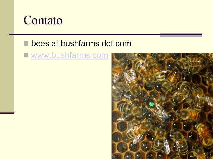 Contato bees at bushfarms dot com www. bushfarms. com 