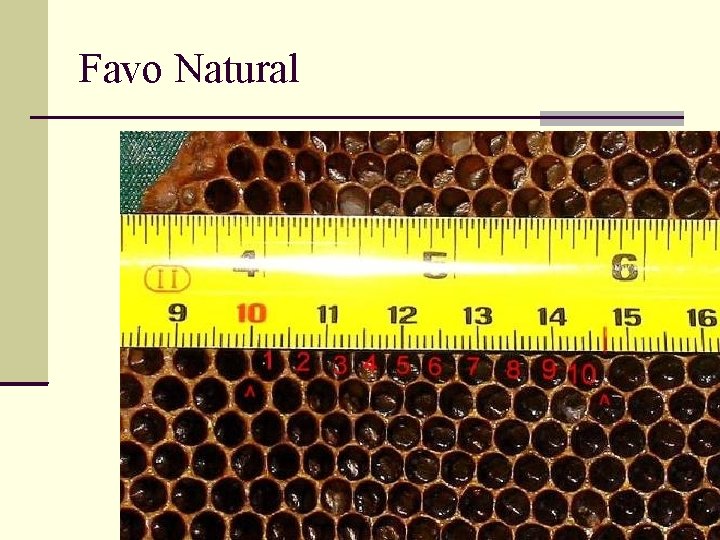 Favo Natural 