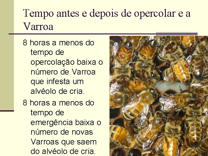 Tempo antes e depois de opercolar e a Varroa 8 horas a menos do