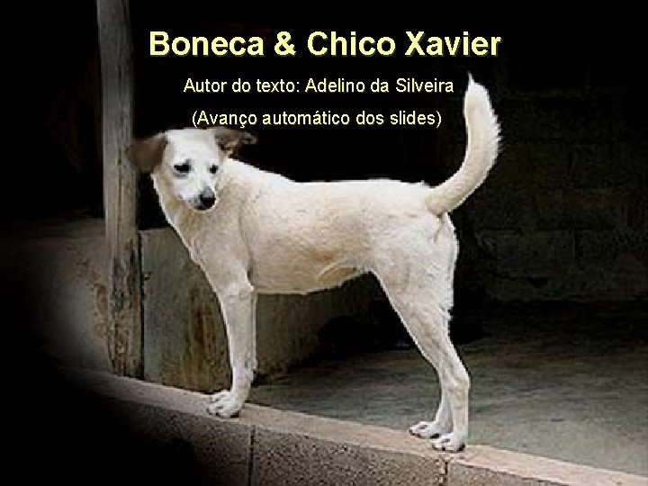 Boneca & Chico Xavier Autor do texto: Adelino da Silveira (Avanço automático dos slides)