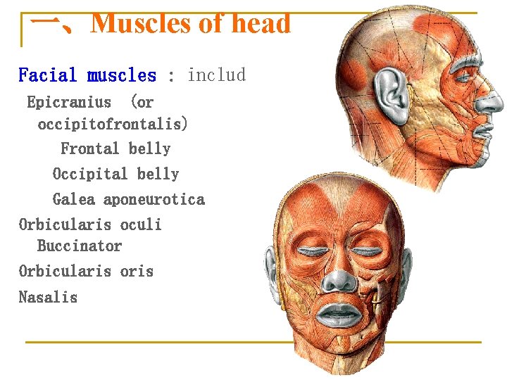 一、Muscles of head Facial muscles : includ Epicranius (or occipitofrontalis) Frontal belly Occipital belly