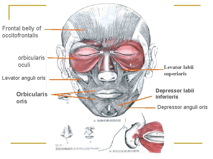 Frontal belly of occitofrontalis orbicularis oculi Levator anguli oris Orbicularis oris Levator labii superioris