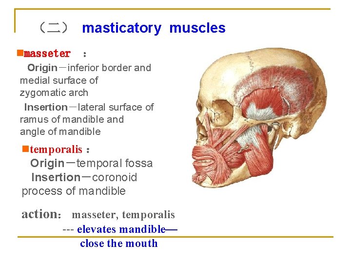 （二） masticatory muscles nmasseter ： Origin－inferior border and medial surface of zygomatic arch Insertion－lateral