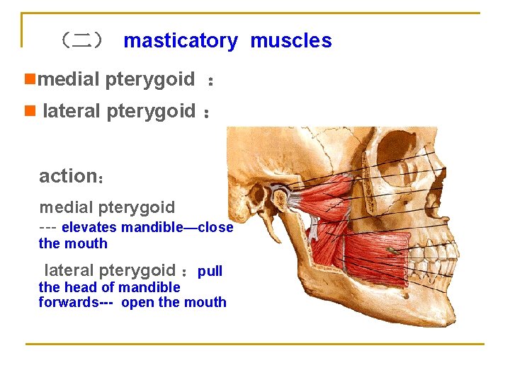 （二） masticatory muscles nmedial pterygoid ： n lateral pterygoid ： action： medial pterygoid ---