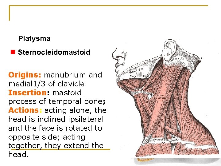 Platysma n Sternocleidomastoid Origins: manubrium and medial 1/3 of clavicle Insertion: mastoid process of