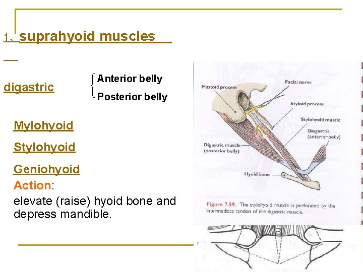 1、suprahyoid digastric muscles Anterior belly Posterior belly Mylohyoid Stylohyoid Geniohyoid Action: elevate (raise) hyoid