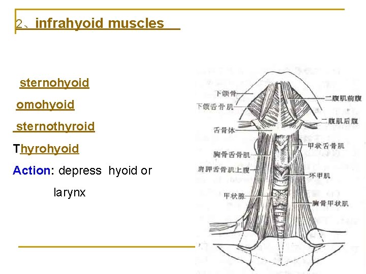 2、infrahyoid muscles sternohyoid omohyoid sternothyroid Thyrohyoid Action: depress hyoid or larynx 