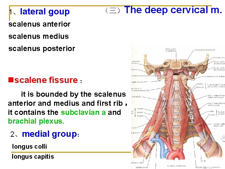 1、lateral goup （三）The scalenus anterior scalenus medius scalenus posterior nscalene fissure ： it is