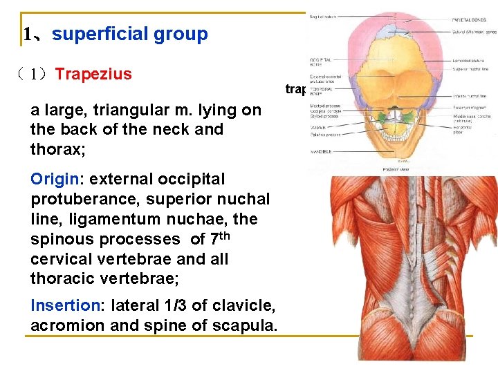 1、superficial group （ 1）Trapezius a large, triangular m. lying on the back of the