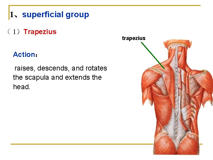1、superficial group （ 1）Trapezius Action： raises, descends, and rotates the scapula and extends the