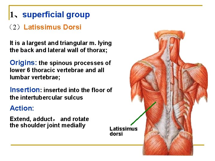 1、superficial group （2）Latissimus Dorsi It is a largest and triangular m. lying the back