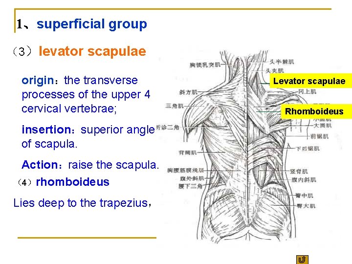 1、superficial group （3）levator scapulae origin：the transverse processes of the upper 4 cervical vertebrae; insertion：superior