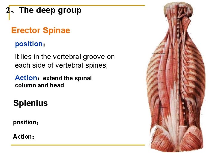 2、The deep group Erector Spinae position： It lies in the vertebral groove on each