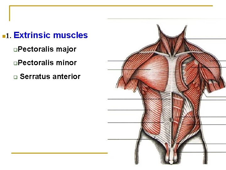 n 1. Extrinsic muscles q Pectoralis major q Pectoralis minor q Serratus anterior 