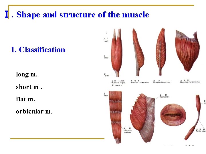 Ⅰ. Shape and structure of the muscle 1. Classification long m. short m. flat