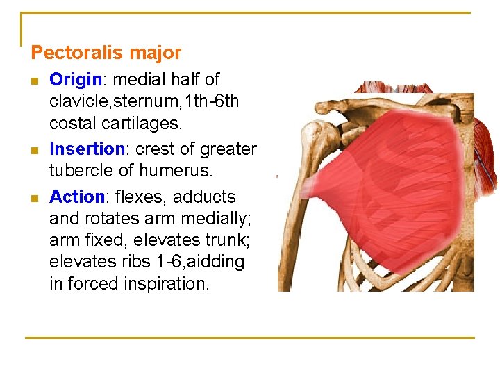 Pectoralis major n n n Origin: medial half of clavicle, sternum, 1 th-6 th