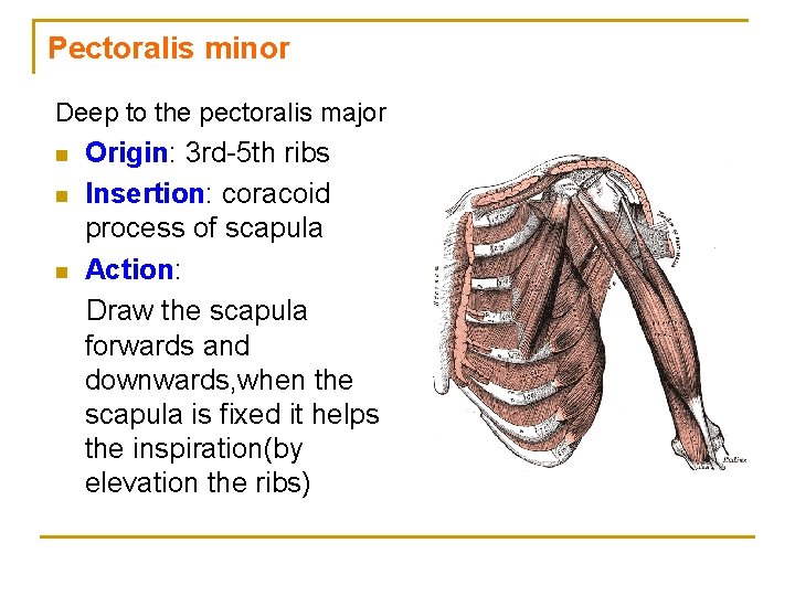 Pectoralis minor Deep to the pectoralis major n n n Origin: 3 rd-5 th