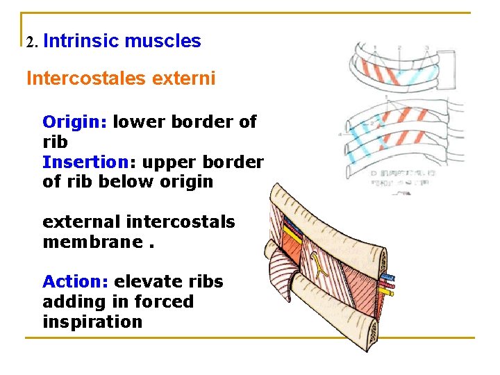 2. Intrinsic muscles Intercostales externi Origin: lower border of rib Insertion: upper border of