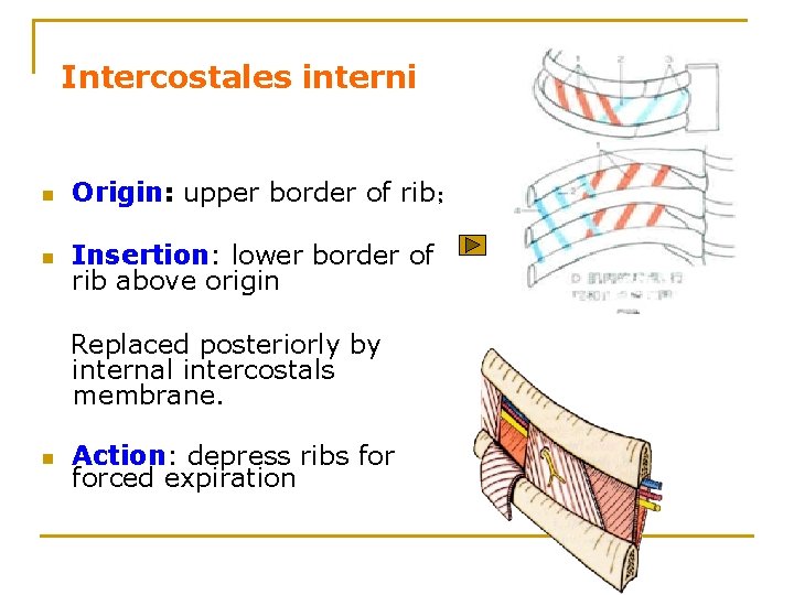 Intercostales interni n Origin: upper border of rib； n Insertion: lower border of rib