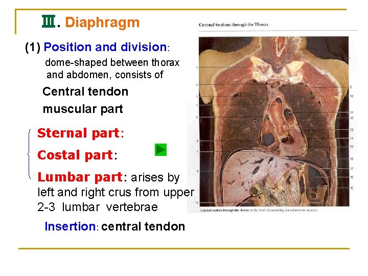 Ⅲ. Diaphragm (1) Position and division: dome-shaped between thorax and abdomen, consists of Central