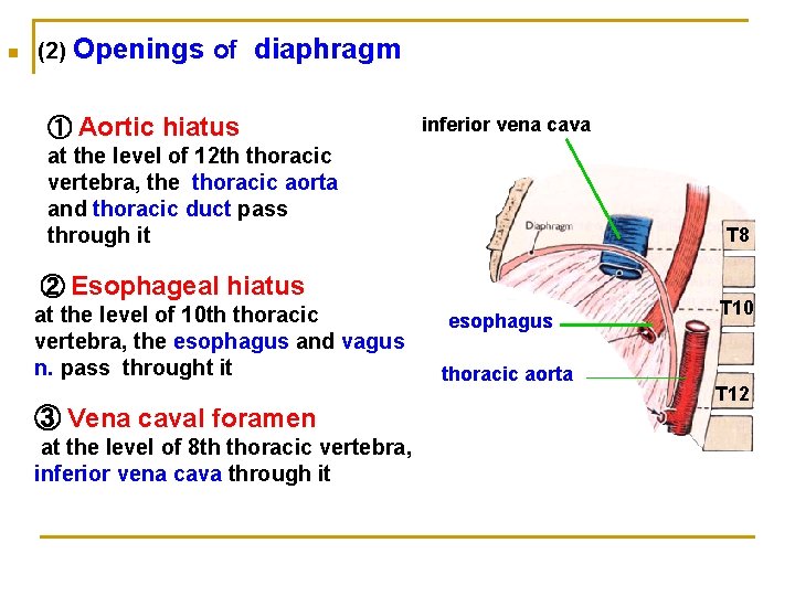 n (2) Openings of diaphragm ① Aortic hiatus inferior vena cava at the level