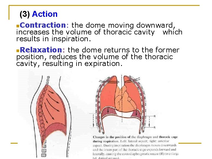 (3) Action n. Contraction: the dome moving downward, increases the volume of thoracic cavity