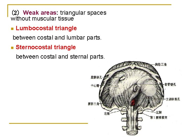 (2) Weak areas: triangular spaces without muscular tissue n Lumbocostal triangle between costal and