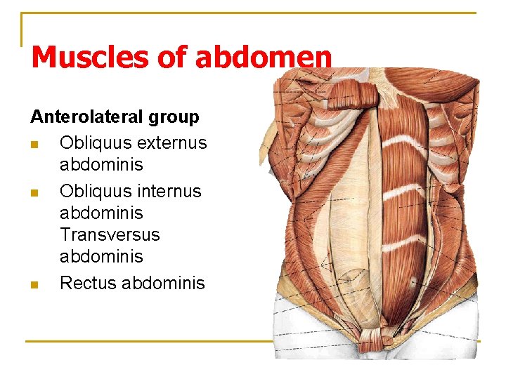 Muscles of abdomen Anterolateral group n Obliquus externus abdominis n Obliquus internus abdominis Transversus