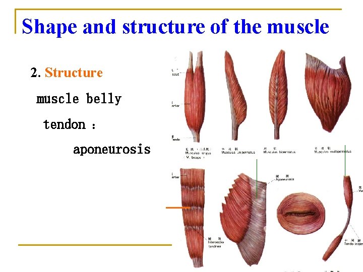 Shape and structure of the muscle 2. Structure muscle belly tendon ： aponeurosis 