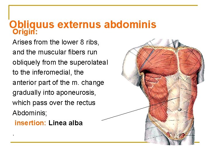 Obliquus externus abdominis Origin: Arises from the lower 8 ribs, and the muscular fibers