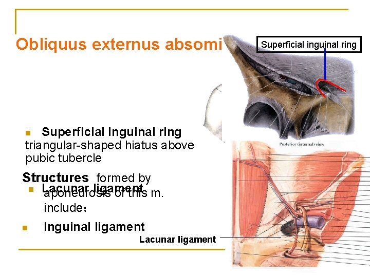 Obliquus externus absominis Superficial inguinal ring triangular-shaped hiatus above pubic tubercle n Structures formed