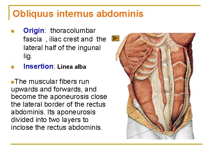 Obliquus internus abdominis n n Origin: thoracolumbar fascia , iliac crest and the lateral