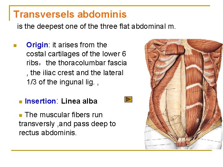 Transversels abdominis is the deepest one of the three flat abdominal m. Origin: it
