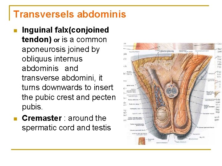 Transversels abdominis n n Inguinal falx(conjoined tendon) or is a common aponeurosis joined by
